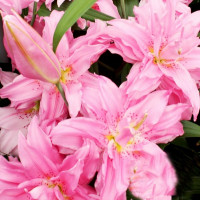  Лилия восточная Diantha (Дианта)