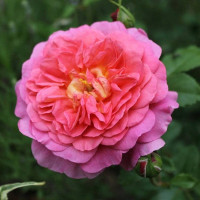 Саженцы Роза английская Кристофер Марлоу