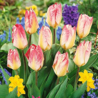 Тюльпан Фостера Флэминг Пуриссима (в упаковке - 3шт.)