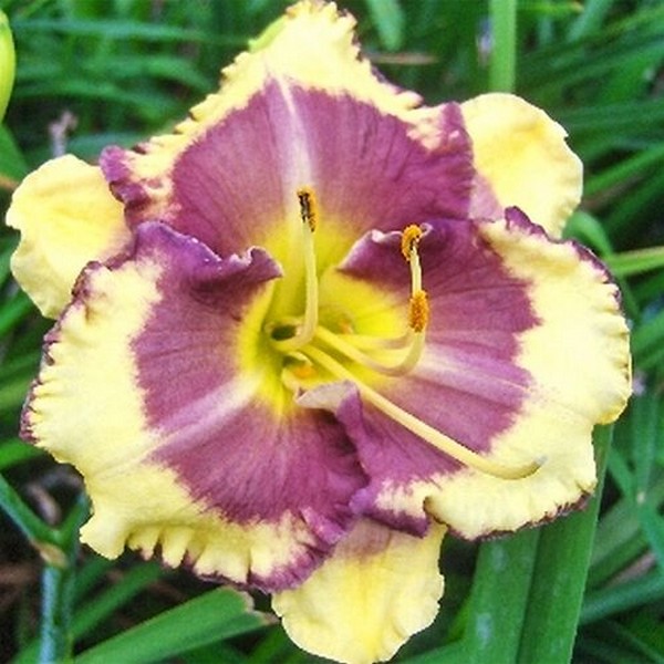 Саженцы Лилейник Blueberry Cream (Блюберри Крим)