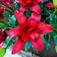  Лилия азиатская Bаld Eagle (Болд Игл)