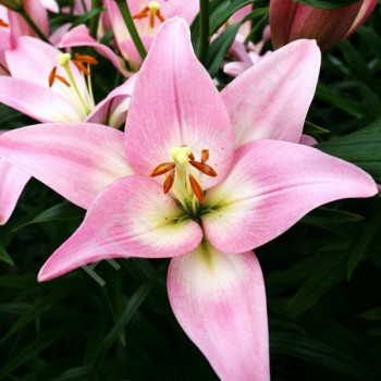  Лилия Парти Диамонд