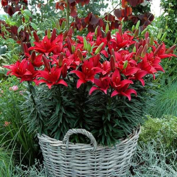  Лилия азиатская Tiny Comfort (Тайни Комфорт)