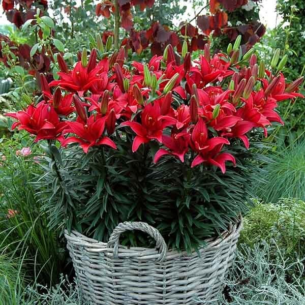  Лилия азиатская Tiny Comfort (Тайни Комфорт)