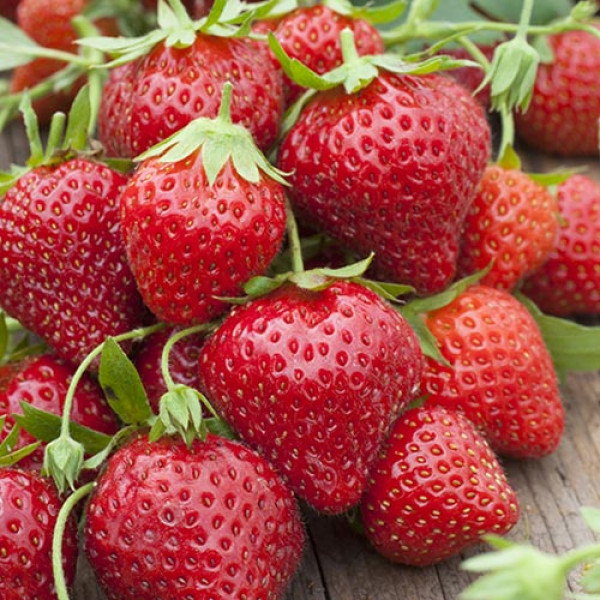 Клубника ремонтантная (крупноплодная) Мара Де Буа 5 шт. в упаковке
