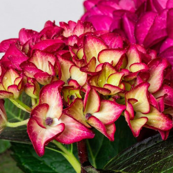 Гортензия крупнолистная Red Angel