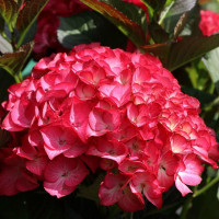 Гортензия крупнолистная Red Angel