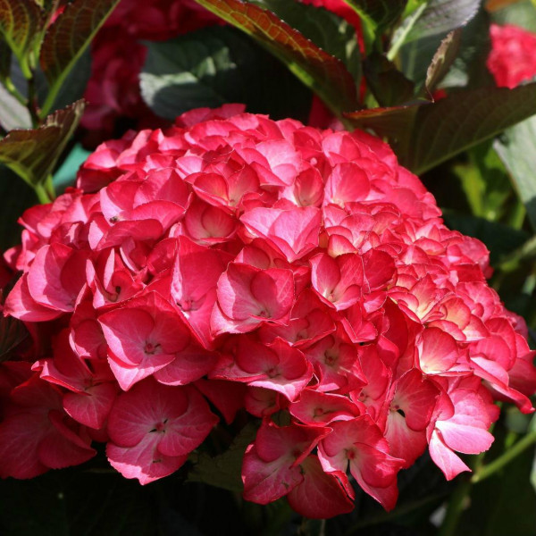 Гортензия крупнолистная Red Angel