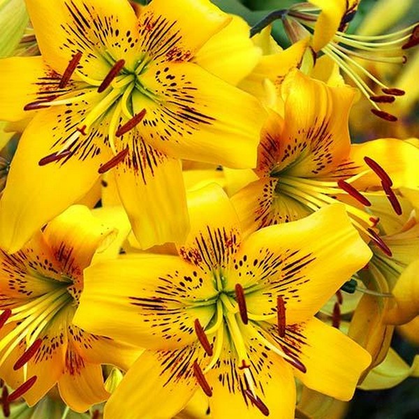  Лилия тигровая Yellow Bruse (Йеллоу Брюсе)