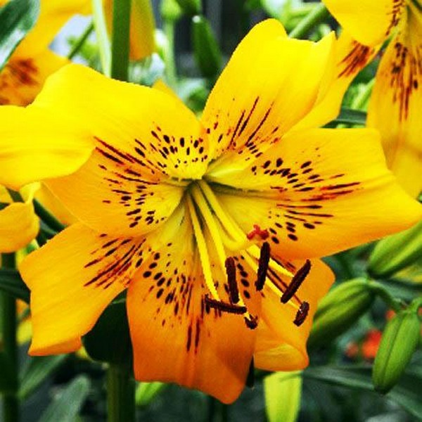  Лилия тигровая Yellow Bruse (Йеллоу Брюсе)