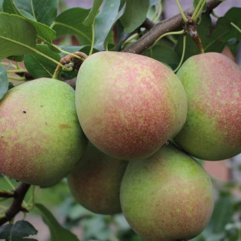 Саженцы Груша Мраморная