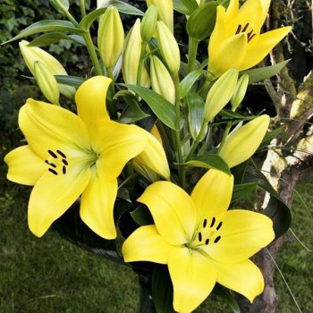 Лилия ЛА гибрид Malesco (Малеско)