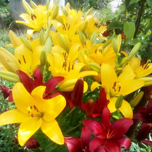  Лилия ЛА гибрид Malesco (Малеско)