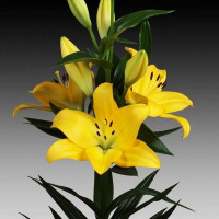  Лилия ЛА гибрид Malesco (Малеско)