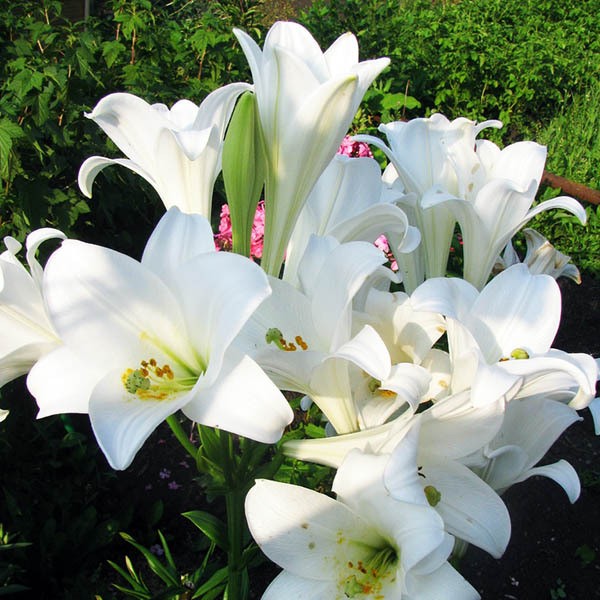  Лилия LOO гибрид White Triumphator (Уайт Триумфатор)