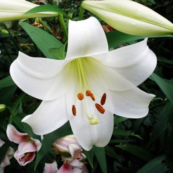  Лилия LOO гибрид White Triumphator (Уайт Триумфатор)