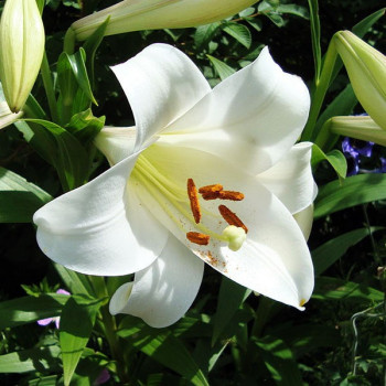  Лилия LOO гибрид White Triumphator (Уайт Триумфатор)