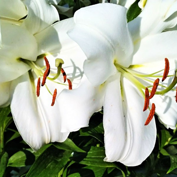  Лилия LOO гибрид White Triumphator (Уайт Триумфатор)