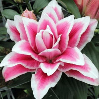  Лилия махровая восточная Roselily Olympia (Розели Олимпия)