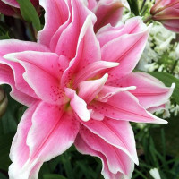  Лилия махровая восточная Roselily Olympia (Розели Олимпия)