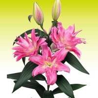  Лилия махровая восточная Roselily Olympia (Розели Олимпия)