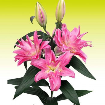  Лилия махровая восточная Roselily Olympia (Розели Олимпия)