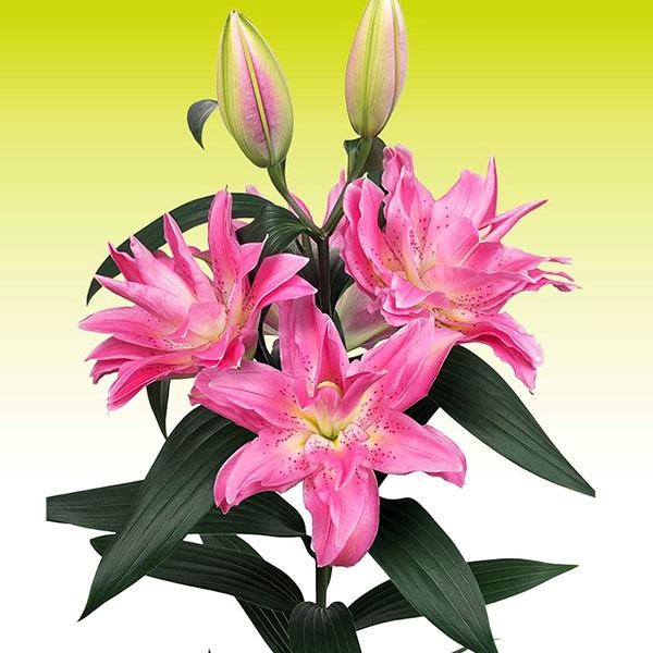  Лилия махровая восточная Roselily Olympia (Розели Олимпия)