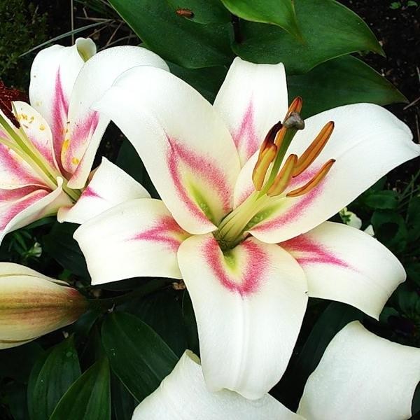  Лилия Bonbini (Бонбини)