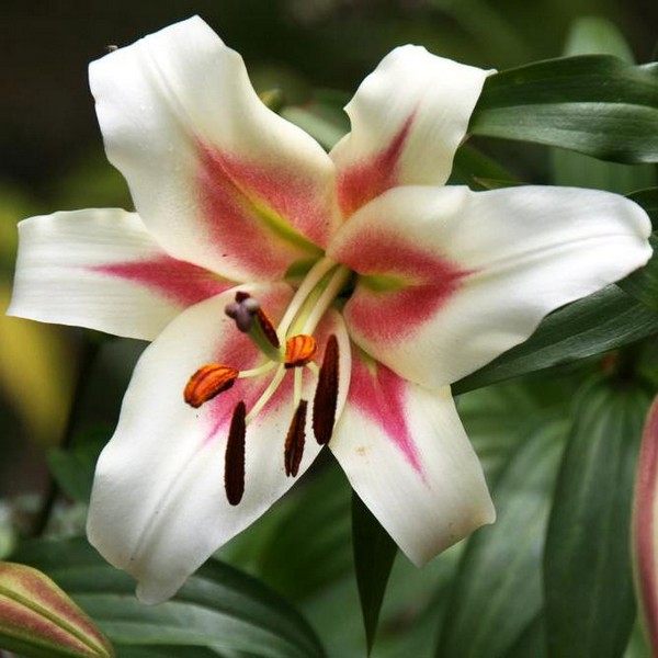  Лилия Bonbini (Бонбини)