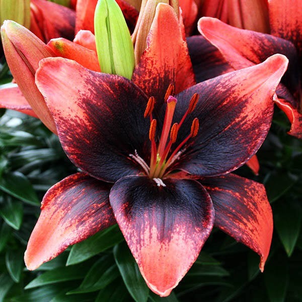  Лилия азиатская Tiny Ink (Тайни Инк)