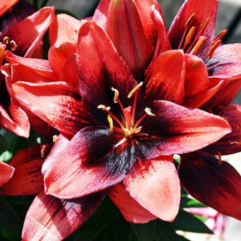  Лилия азиатская Tiny Ink (Тайни Инк)