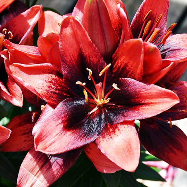  Лилия азиатская Tiny Ink (Тайни Инк)