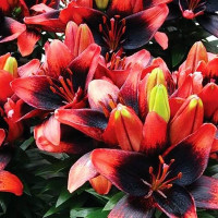  Лилия азиатская Tiny Ink (Тайни Инк)