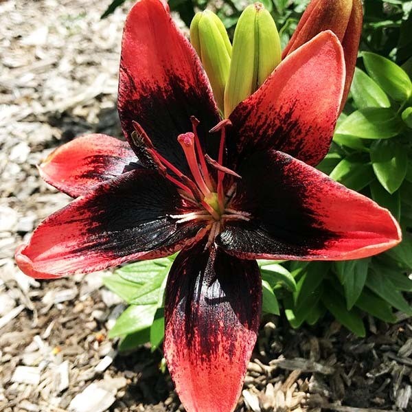  Лилия азиатская Tiny Ink (Тайни Инк)