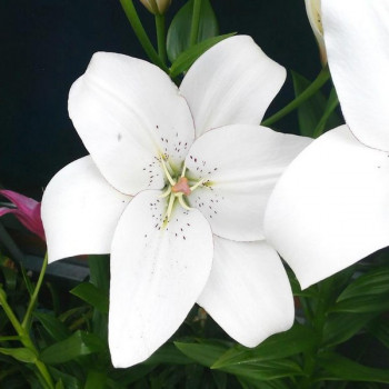  Лилия ЛА гибрид Eyeliner (Айлинер)