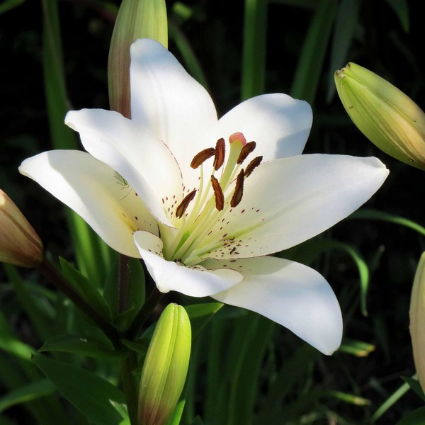  Лилия ЛА гибрид Eyeliner (Айлинер)