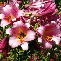  Лилия трубчатая Pink Perfection (Пинк Перфекшн)