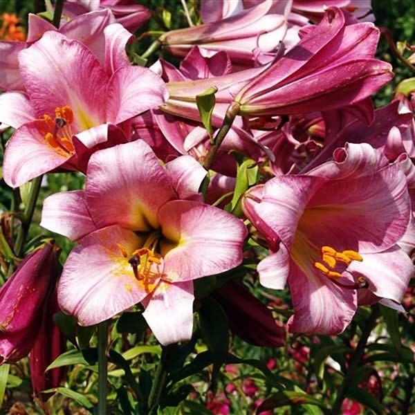  Лилия трубчатая Pink Perfection (Пинк Перфекшн)