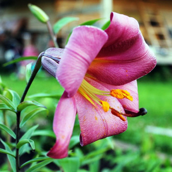  Лилия трубчатая Pink Perfection (Пинк Перфекшн)