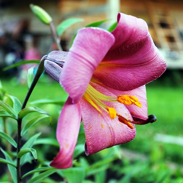  Лилия трубчатая Pink Perfection (Пинк Перфекшн)