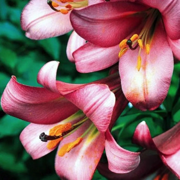  Лилия трубчатая Pink Perfection (Пинк Перфекшн)