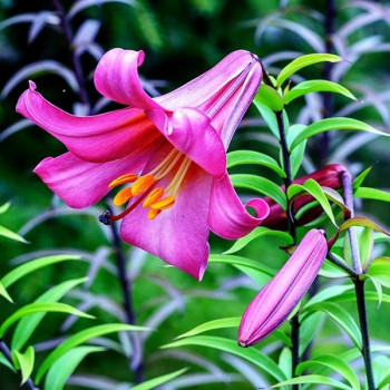  Лилия трубчатая Pink Perfection (Пинк Перфекшн)