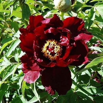 Саженцы Пион Полночь