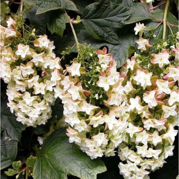 Гортензия дуболистная Black Porch (Блэк Порш)