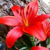  Лилия азиатская Red County (Рэд Каунти)