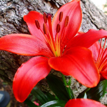  Лилия азиатская Red County (Рэд Каунти)