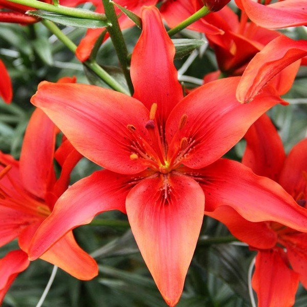  Лилия азиатская Red County (Рэд Каунти)