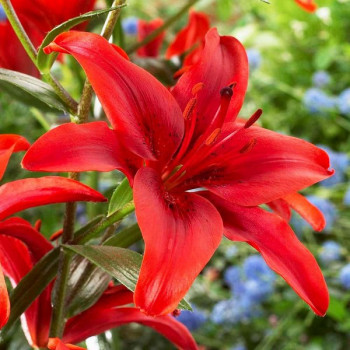  Лилия азиатская Red County (Рэд Каунти)