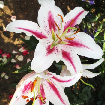  Лилия восточная Playtime (Плейтайм)