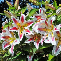  Лилия восточная Playtime (Плейтайм)